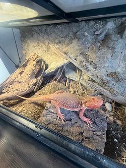 Reptile enclosure