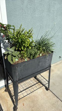 Plant Sale