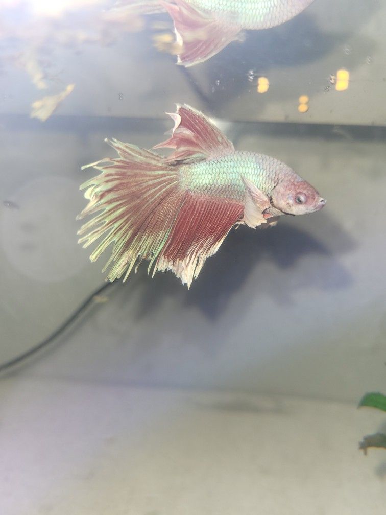 Betta