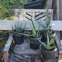 ORGANIC ALOE VERA/SABILA