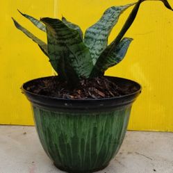 Dwarf Zeylanica Snake 🐍 Plant 