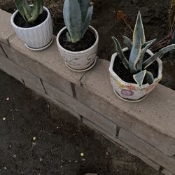 Savila , Maguey , Agave Americana