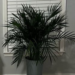 Areca Palm (live Plant)