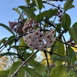 Hoya Carnosa Plant 