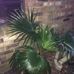 FAN PALM 