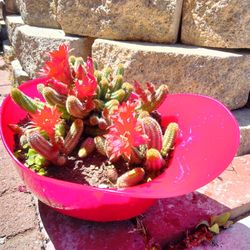 Mini Cactus 