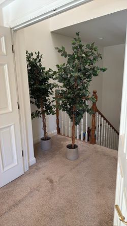 6' Ficus Silk Tree With Modern pots 