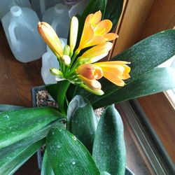 Clivia miniata live plants
