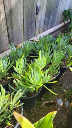 Blue Chalksticks