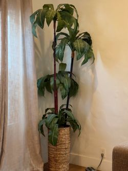 Faux plant $30