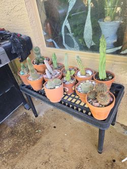 Cactus in terracotta pots...$6 to $14