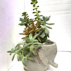 🎄🎁Cute succulents Arrangement In Elephant Pot 4"H.