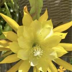 Yellow EPIPHYLLUM 