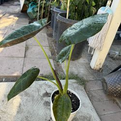 Elephant Ear Plant