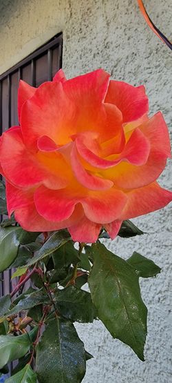 Vendo Roses Differents Color's 