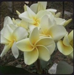 Fully Rooted Plumeria “Full Moon”