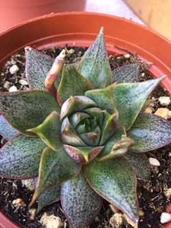 Succulents 4”
