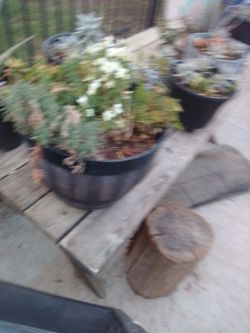 Plants