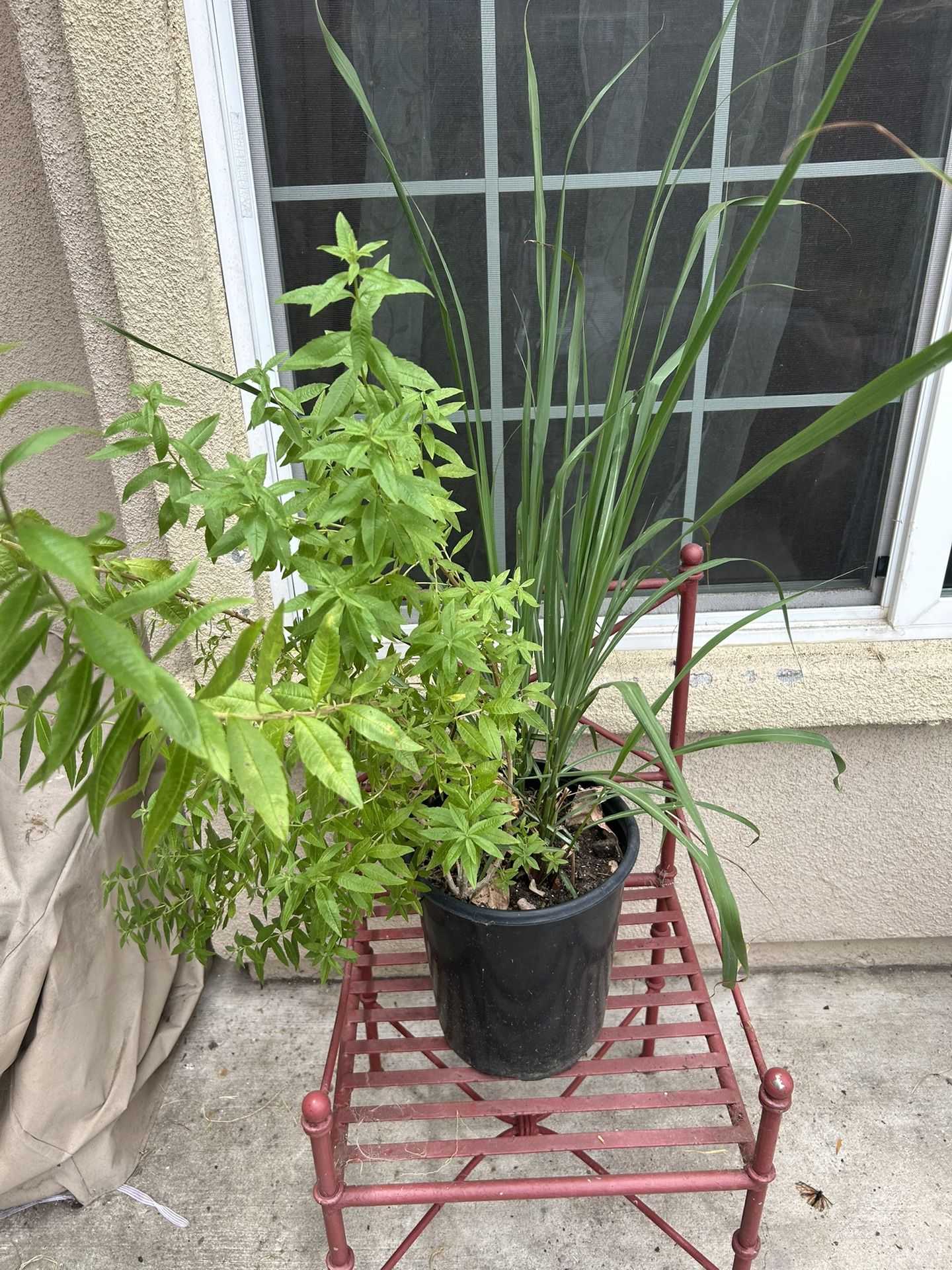 2in1 Verbena And Lemongrass Plants 🪴