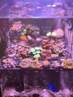 Plastic Coral Decoration – Reef Tank Coral Display – Aquarium Decor – NOT Live