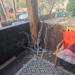 Manzanita Branches Aquascape