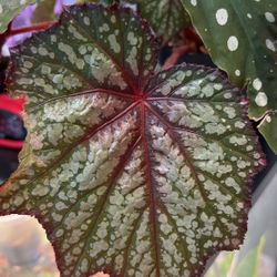 Tornado Rex Begonia Prop