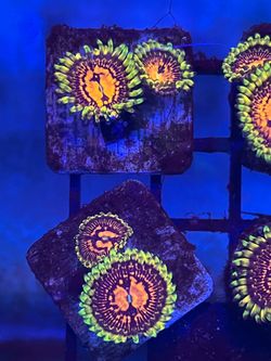 High end zoas for cheap