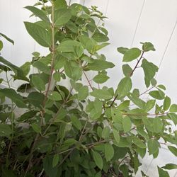 Panicle Hydrangea