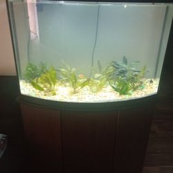 Bowfront Fish Tank 
