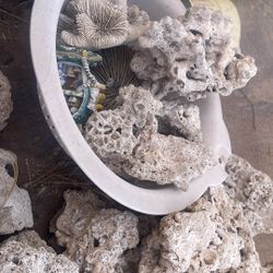 Salt Water Coral Rocks 
