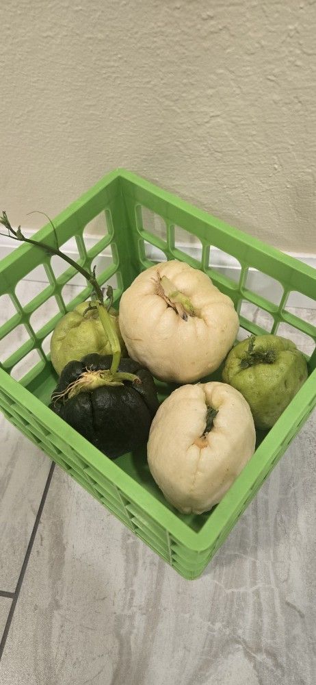 Chayote Plants. All For $10.
