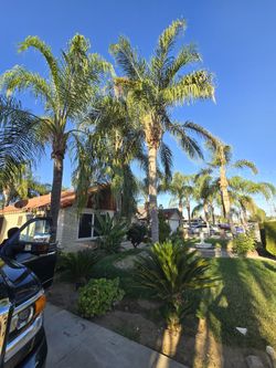 Queen Palm Tree $$$