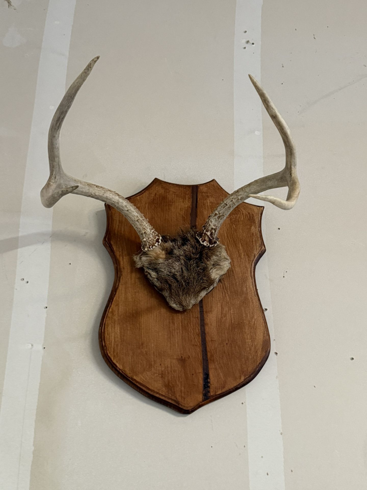 Cuernos De Venado