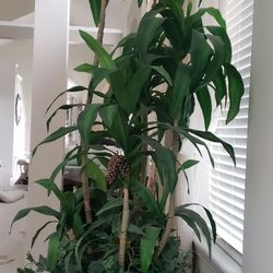 8ft Silk Plant