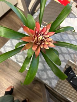 Guzmania Bromeliad Houseplant 5”x17”