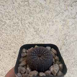 Rare Cactus and Succulents (Prices in Description)