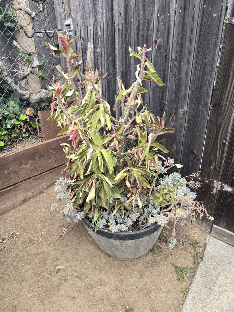 Multiple Succulents