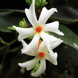 Parijat Fragrant Night Blooming Coral Jasmine 