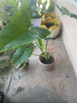 Big Elephant Ear Plant