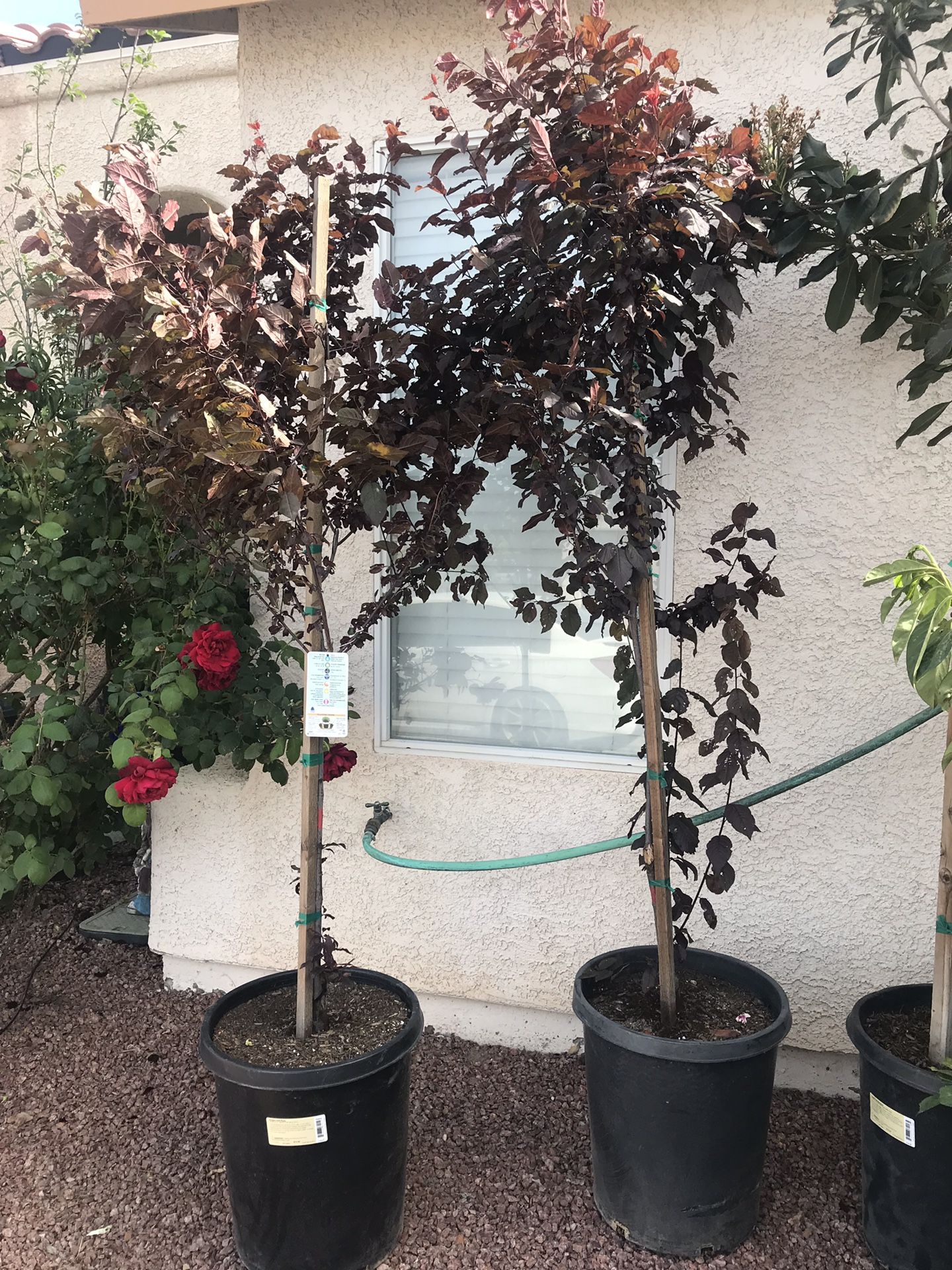 Purple-Leaf Plum Tree (15 Gal.)