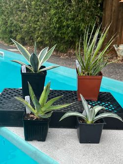 Agave Plants