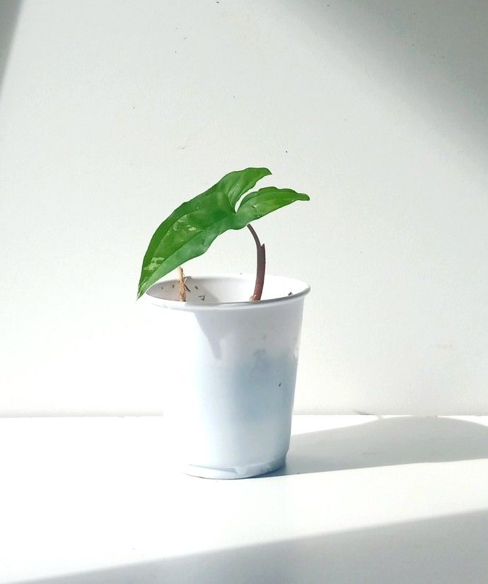 Rare White Knight Albo Variegata Arrowhead Plant/ House Plant/ Indoor Plant Flower Patio Garden