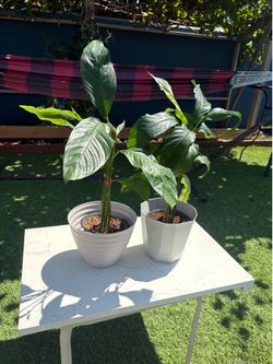 Peace Lily Plants