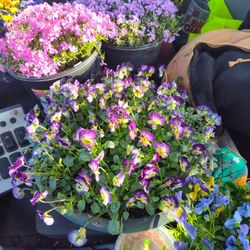 Flowers  Hanging Baskets 