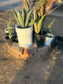 Potted Agave Plants Multiple Sizes