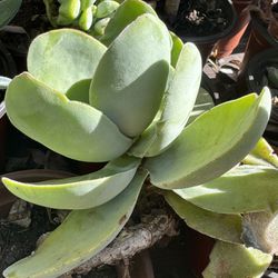 Succulents Plants 4”pot 