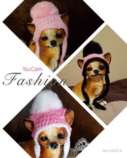Dog beanies