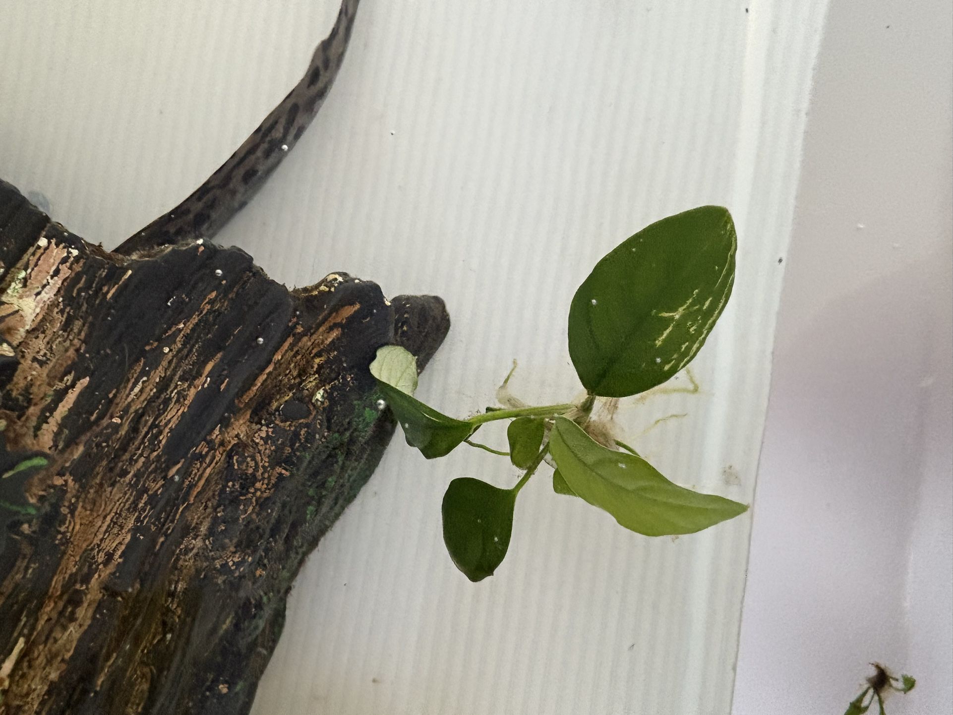 Aquarium Plants Anubias And Amazon Sword