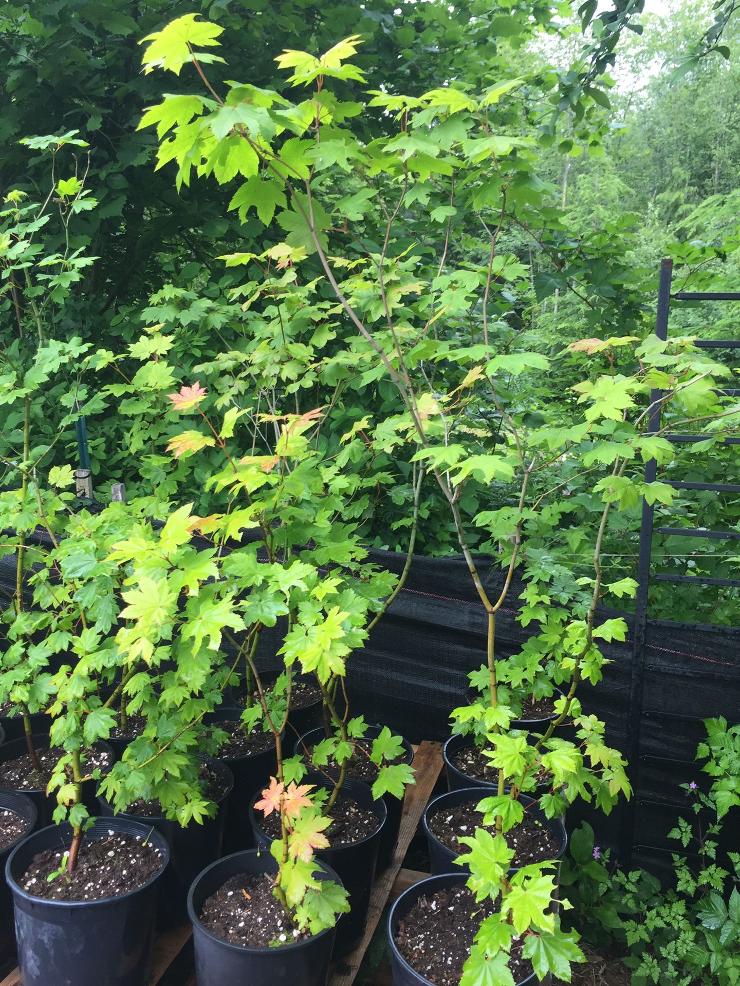 Vine Maple trees!! Natives!
