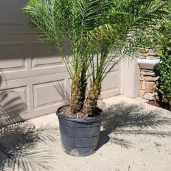 Robellini Palm